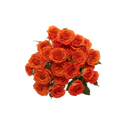 SANTOS-ROSA RAMIFICADA NARANJA