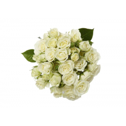 SANTOS-ROSA RAMIFICADA BLANCA