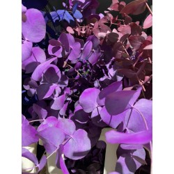 EUCALIPTO PINTADO FUCSIA 60 CM