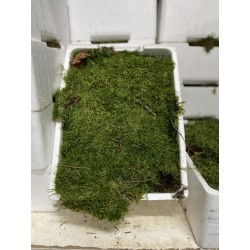 MUSGO CAJA DE CORCHO X 1 CAJA 