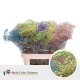 PANICULATA PINTADA RAINBOW 750 GR