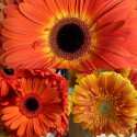 GERBERA NARANJA EX