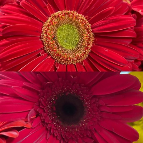 GERBERA ROJA EX