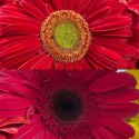 GERBERA ROJA EX