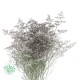 LIMONIUM AZUL BELTLAARD (POMO)
