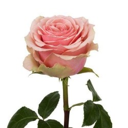 ROSA ECU BLESSING ROSA 40 CM X25