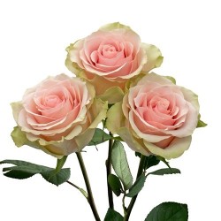 ROSA ECU FRUTTETO ROSA 40 CM X25