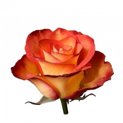 ROSA ECU HIGH MAGIC 40 CM X25