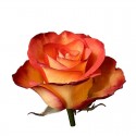 ROSA ECU HIGH MAGIC 40 CM X25