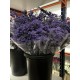 LIMONIUM SAFORA AZUL (POMO)