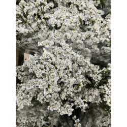 LIMONIUN DIAMOND WHITE