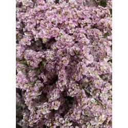 LIMONIUM DIAMOND ROSA