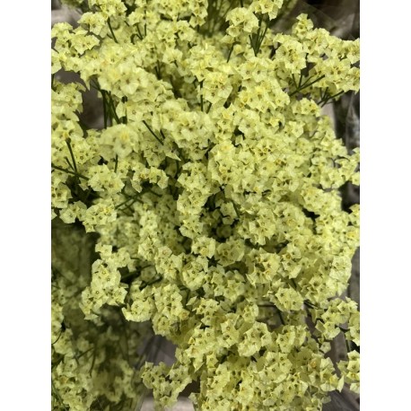 LIMONIUM DIAMOND YELLOW