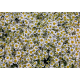 MATRICARIA MANZANILLA X25
