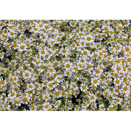 MATRICARIA MANZANILLA X25