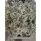 LIMONIUM BLANCO BELTLAARD