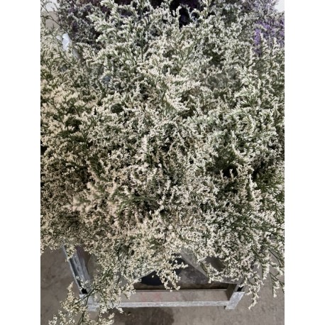 LIMONIUM BLANCO BELTLAARD