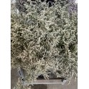 LIMONIUM BLANCO BELTLAARD