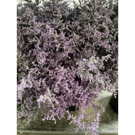 LIMONIUM AZUL BELTLAARD (POMO)