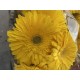 GERBERA AMARILLA 1ª