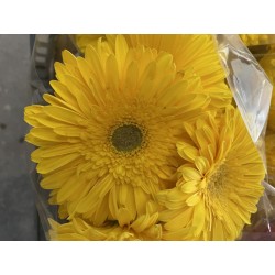 GERBERA AMARILLA 1ª