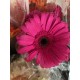 GERBERA FUCSIA 1ª