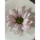 MARGARITA TINTADA ROSA