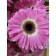 GERBERA ROSA CUBANITA