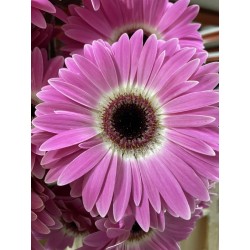 GERBERA ROSA CUBANITA