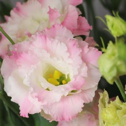 LISIANTHUS DOBLE BLANCO/ROSA RIZADO