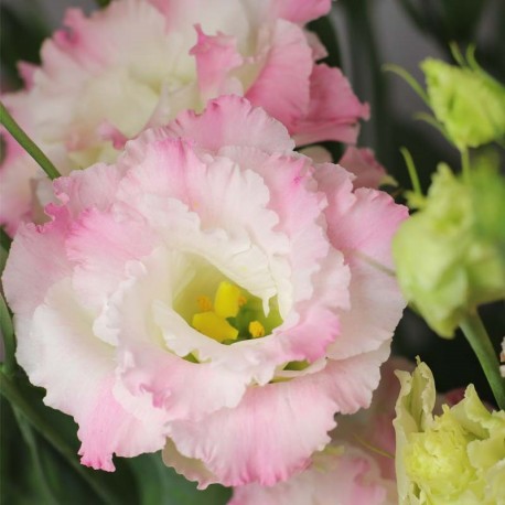 LISIANTHUS DOBLE BLANCO/ROSA RIZADO