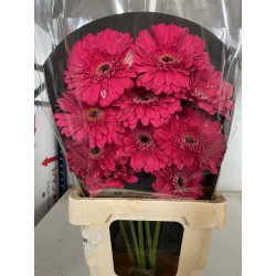 GERBERA RAQUETA FUCSIA