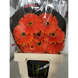 GERBERA RAQUETA NARANJA