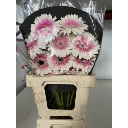 GERBERA RAQUETA BLANCA CENTRO ROSA