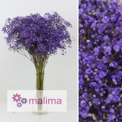 PANICULATA PINTADA MORADA 750 GR
