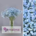 PANICULATA PINTADA AZUL 750 GR