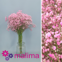 PANICULATA PINTADA ROSA 750 GR