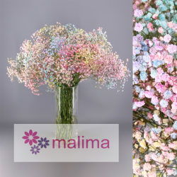 PANICULATA PINTADA RAINBOW 750 GR