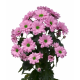 MARGARITA NACIONAL ROSA