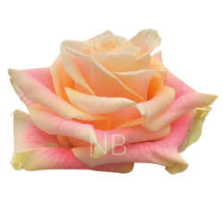 ROSA ECU WILD CROWN CORAL 60 CM X25