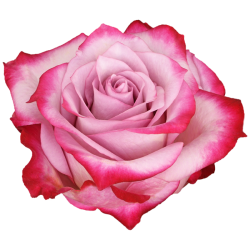 ROSA ECU DEEP PURPLE 40 CM X25