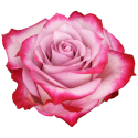 ROSA ECU DEEP PURPLE 40 CM X25