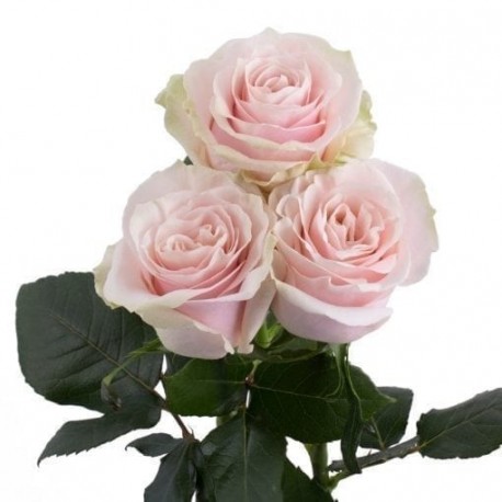 ROSA ECU PINK MONDIAL ROSA 60 CM X25