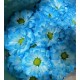 MARGARITA TINTADA AZUL CLARO 