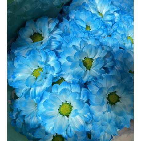 MARGARITA TINTADA AZUL CLARO 