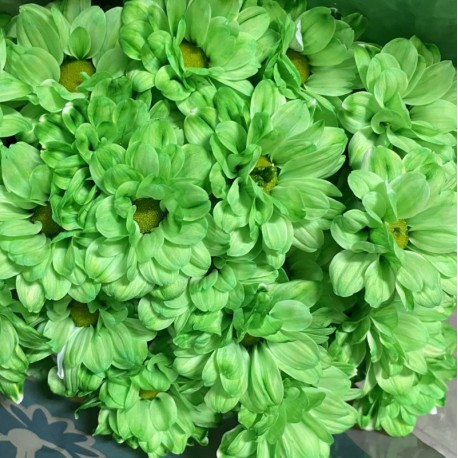 MARGARITA TINTADA VERDE