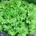 MARGARITA TINTADA VERDE