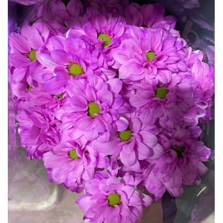 MARGARITA TINTADA FUCSIA