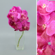 SANTOS-ORQUIDEA VANDA ROSA 1 TALLO