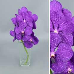 SANTOS-ORQUIDEA VANDA AZUL 1 TALLO